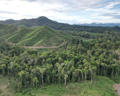 Guru Besar IPB: Hutan Harus Dimanfaatkan untuk Memakmurkan Masyarakat