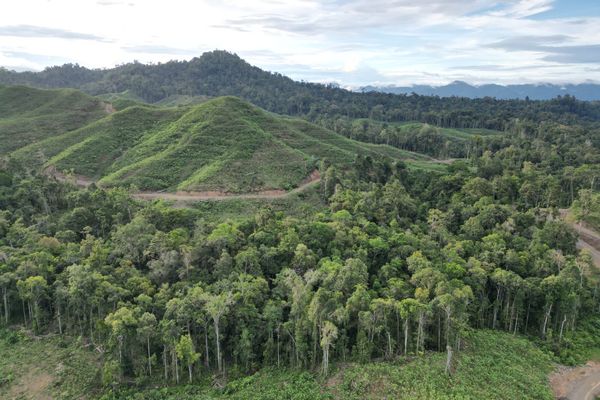 Guru Besar IPB: Hutan Harus Dimanfaatkan untuk Memakmurkan Masyarakat