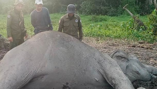 Gajah Liar Dewasa Ditemukan Mati di TNWK, Penyebab Kematian Masih Diselidiki