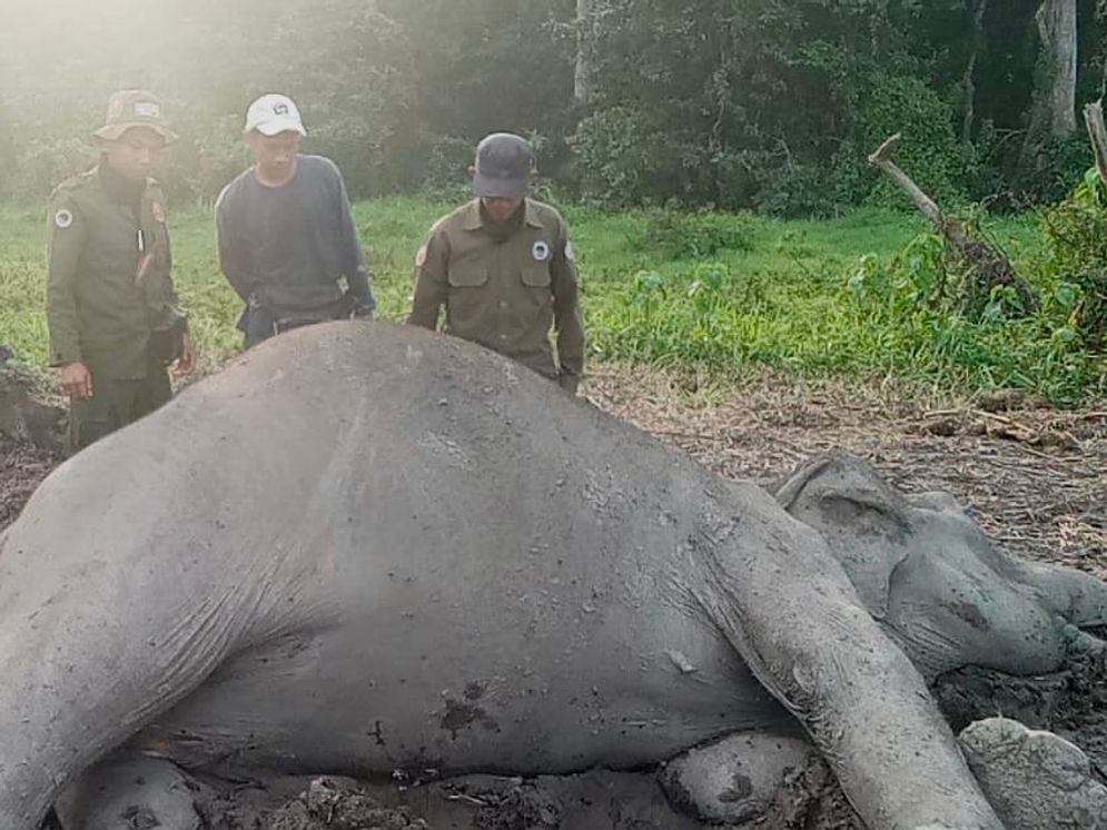 Gajah Liar Dewasa Ditemukan Mati di Taman Nasional Way Kambas, Polisi Selidiki Penyebabnya