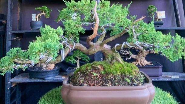 Tento Bonsai: Pusat Bonsai dan Jasa Pembuatan Taman di Bandar Lampung