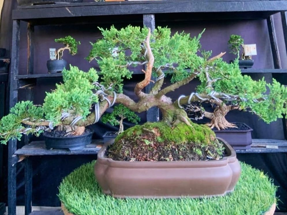 Tento Bonsai: Pusat Bonsai dan Jasa Pembuatan Taman di Bandar Lampung