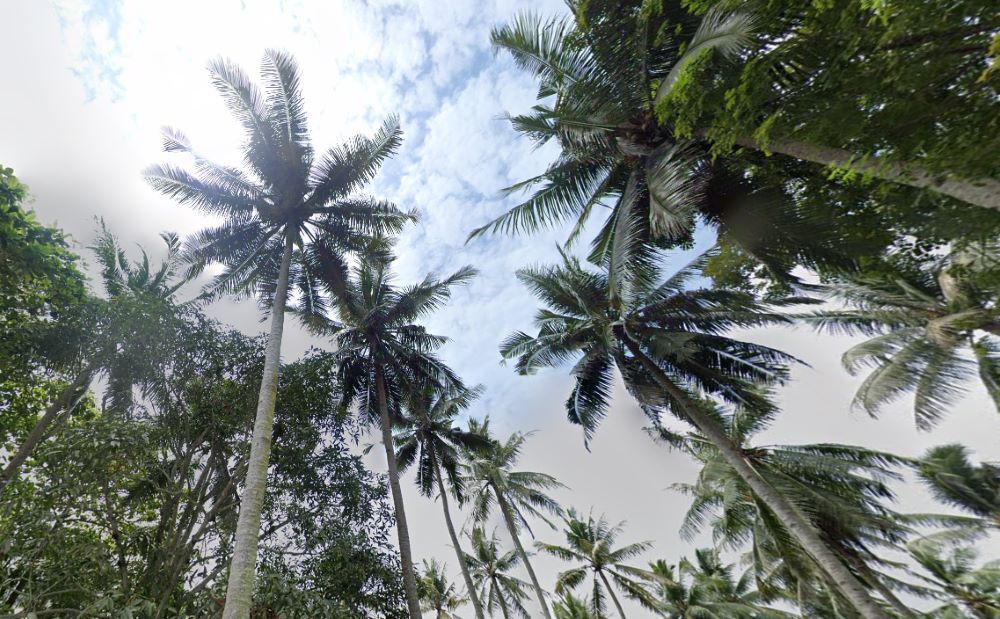 Produksi buah kelapa di Kalimantan Timur terus menurun selama bertahun-tahun. 