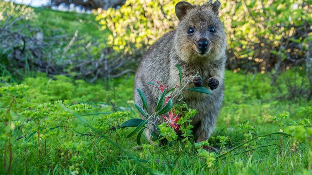 Quokka.