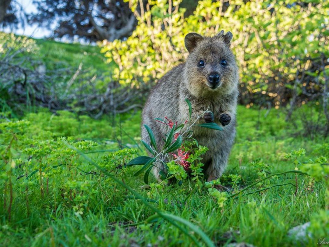 Quokka.