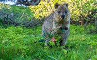 Quokka.