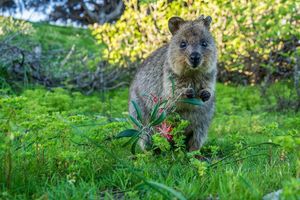 Quokka.