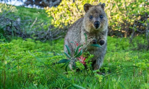 Quokka.