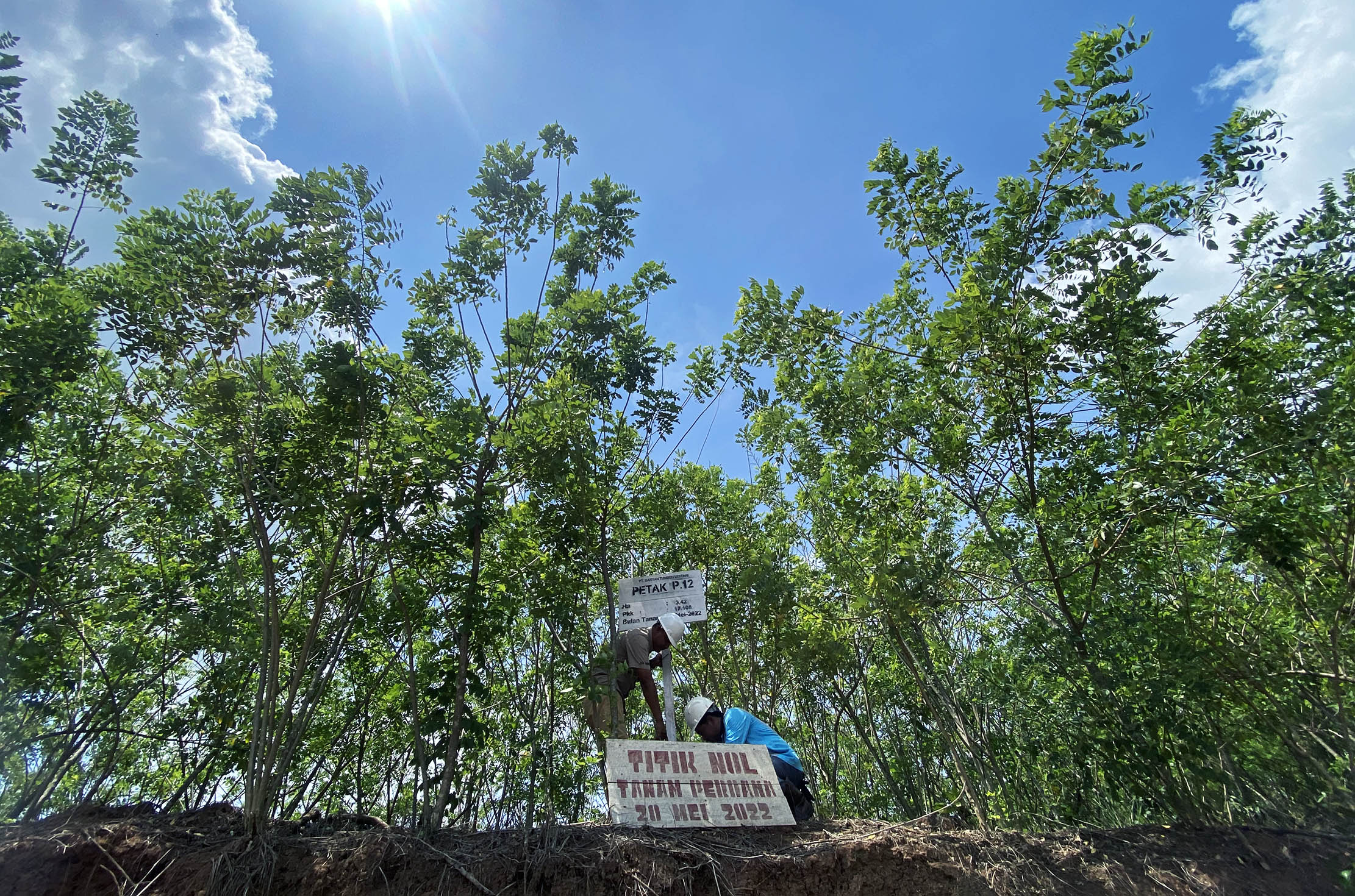 PT Biomasa Jaya Abadi (BJA) Group melaksanakan penanaman 25.500 pohon gamal di area seluas 5 hektare. BTL pertama kali menanam gamal pada 20 Mei 2022 lalu. Hingga hari ini, Jumat (1/11), jumlah pohon gamal yang telah BTL tanam mencapai sekitar 11.014.500 pohon di area seluas ±2.145 hektare. Foto : Panji Asmoro/TrenAsia