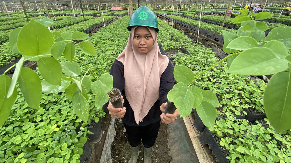 Persemaian Banyan - Panji 2.jpg