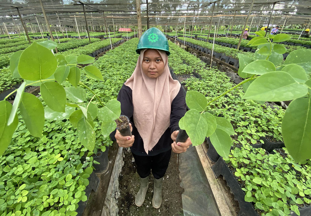 Nampak aktifitas sejumlah pekerja ditempat persemaian bibit pohon gamal PT Banyan Tumbuh Lestari di Popayato, Kabupaten Pohuwato, Gorontalo. Sebanyak 2,9 juta bibit pohon Gamal disiapkan untuk ditanam pada lahan hutan sebagai bentuk pengembangan bioenergi dan menjaga pelestarian lingkungan. 1 November 2024. Foto : Panji Asmoro/TrenAsia