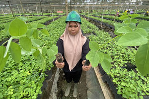 Persemaian Banyan - Panji 2.jpg