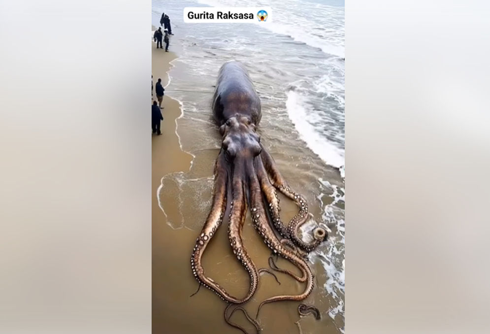 Hoaks: Video Gurita Raksasa Terdampar di Pantai Pasir Panjang, Cek Faktanya Yuk!