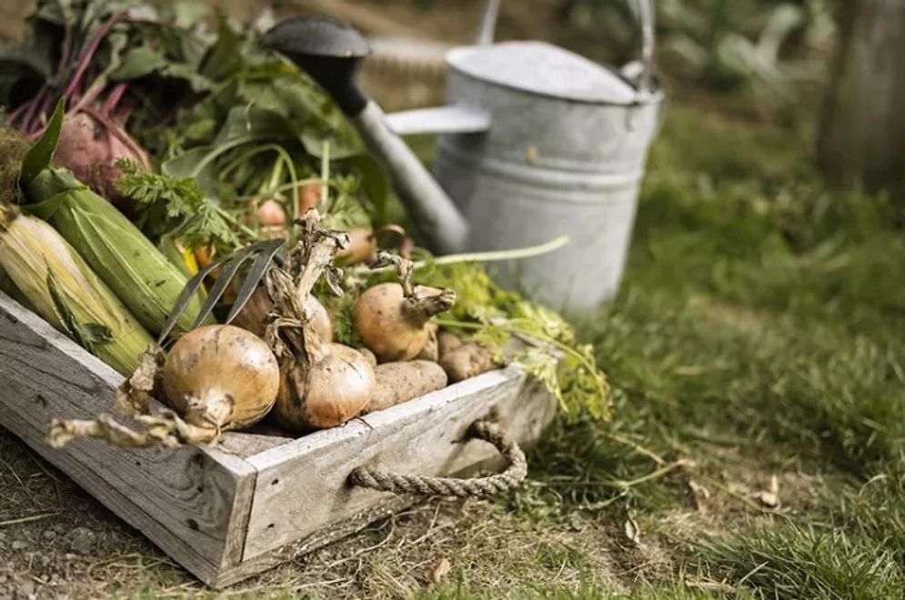 Kenali Apa Itu Gaya Hidup Homesteading yang Kini Ramai di Medsos