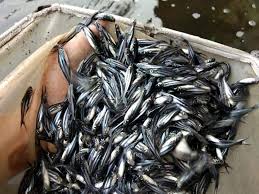 Dinas Perikanan PPU Distribusikan 105.000 Bibit Ikan Patin 