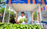 Berkat Program Pemberdayaan BRI Klasterku Hidupku, Petani Ini Berhasil Kembangkan Budidaya Alpukat