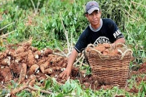 Dispertan PPU Dorong Diversifikasi Produk Pertanian Lokal: Singkong dan Nangka