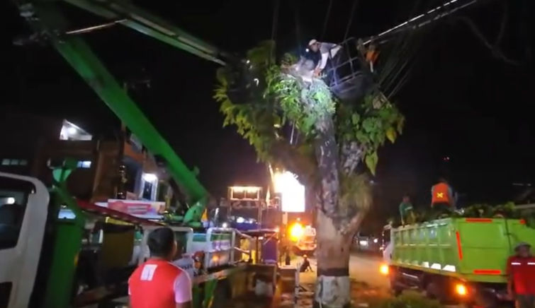 Pemangkasan Pohon di Balikpapan, DLH Fokus Jalan Utama untuk Keamanan  