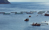Conservation Alliance for Seafood Solutions.jpg