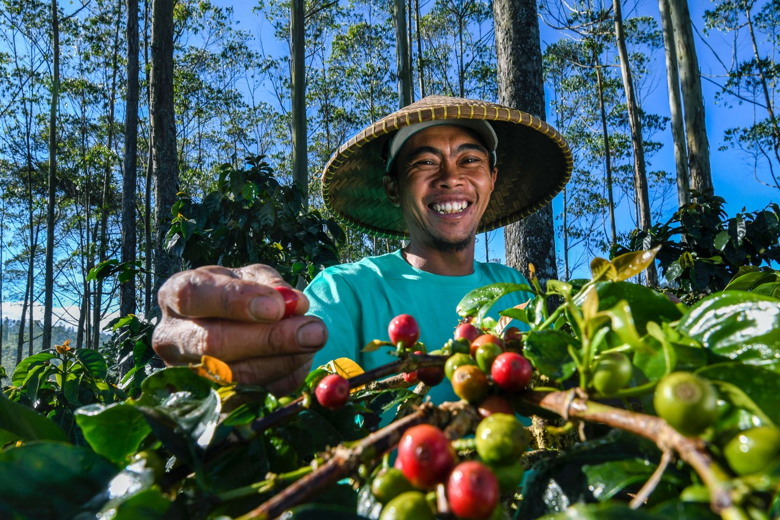 BRI Dorong Pertumbuhan Pertanian Nasional, Kredit Rp199,83 Triliun Disalurkan
