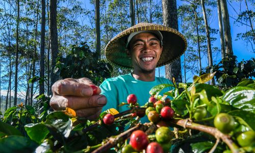 BRI Dorong Pertumbuhan Pertanian Nasional, Kredit Rp199,83 Triliun Disalurkan