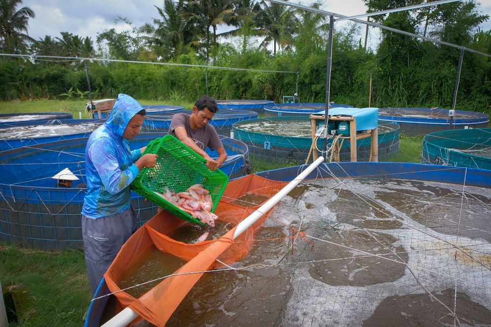 Lewat Pembiayaan dan Pemberdayaan, BRI Sukseskan Program Makan Bergizi Gratis