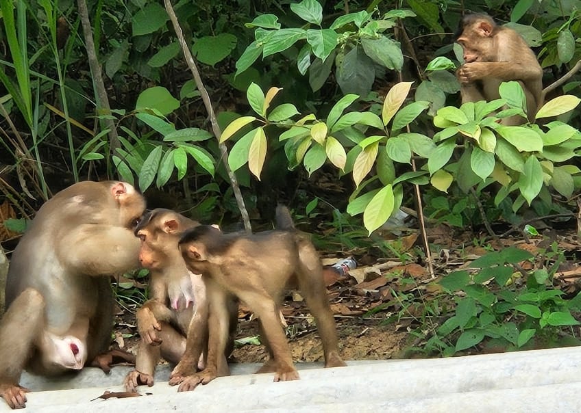 Melihat “Monyet Nusantara”