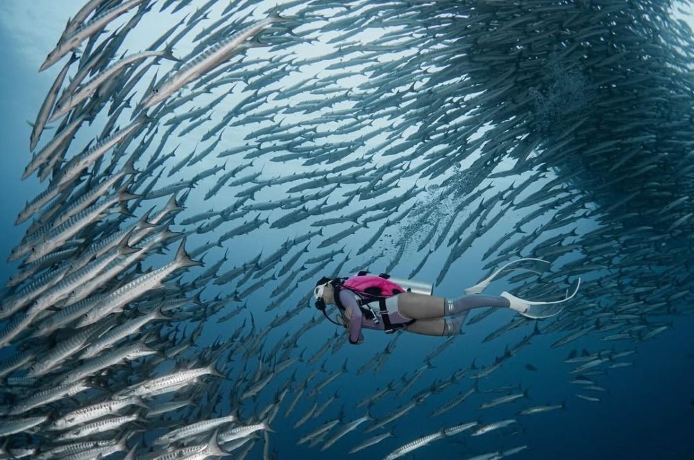 Suasana bawah laut di Pulau Maratua.