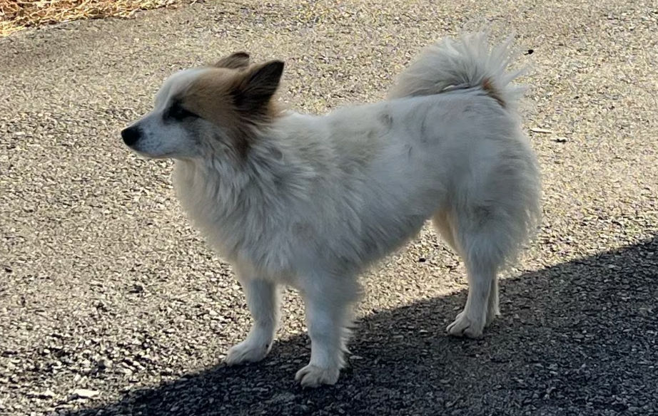 Seekor anjing bernama "Pudding" menunggu pasangan tua dan cucu perempuan mereka, yang tidak pernah kembali, di sebuah desa di Yeonggwang, Provinsi Jeolla Selatan, pada tanggal 31 Desember. 