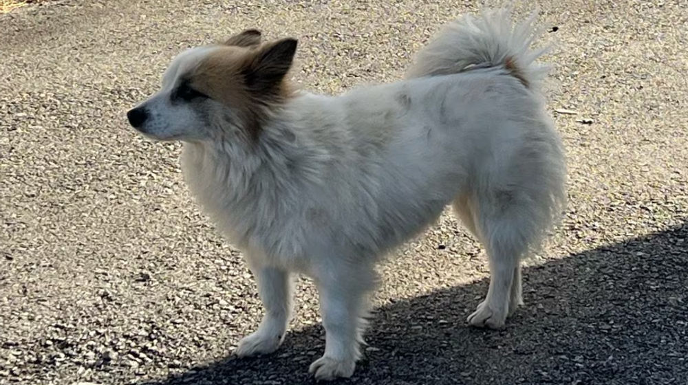 Seekor anjing bernama "Pudding" menunggu pasangan tua dan cucu perempuan mereka, yang tidak pernah kembali, di sebuah desa di Yeonggwang, Provinsi Jeolla Selatan, pada tanggal 31 Desember. 
