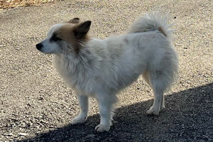 Seekor anjing bernama "Pudding" menunggu pasangan tua dan cucu perempuan mereka, yang tidak pernah kembali, di sebuah desa di Yeonggwang, Provinsi Jeolla Selatan, pada tanggal 31 Desember.