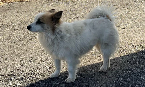 Seekor anjing bernama "Pudding" menunggu pasangan tua dan cucu perempuan mereka, yang tidak pernah kembali, di sebuah desa di Yeonggwang, Provinsi Jeolla Selatan, pada tanggal 31 Desember. 