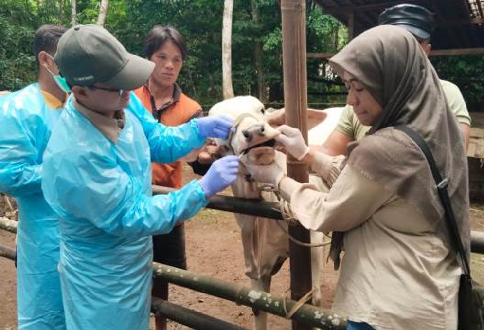 jateng sapi.jpg