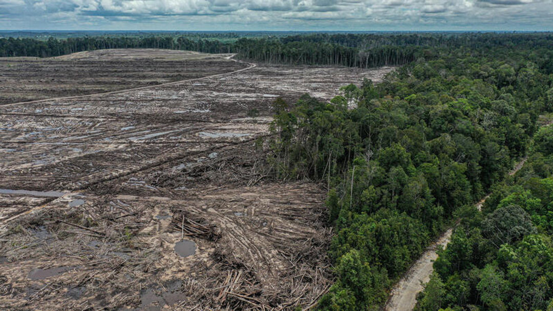 Ilustrasi hutan gundul.