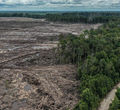 Ilustrasi hutan gundul.