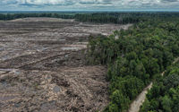 Ilustrasi hutan gundul.