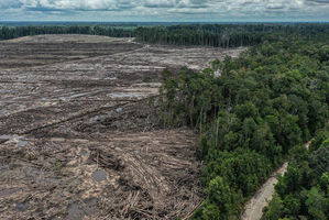 Ilustrasi hutan gundul.