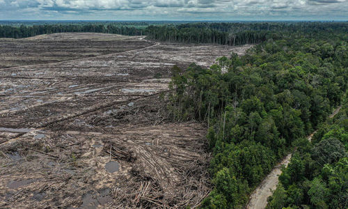 Ilustrasi hutan gundul.