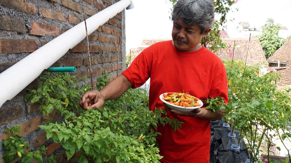 Ilustrasi menanam cabai di rumah.