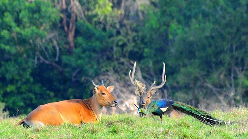 Wisata Banyuwangi, Taman Nasional Alas Purwo.