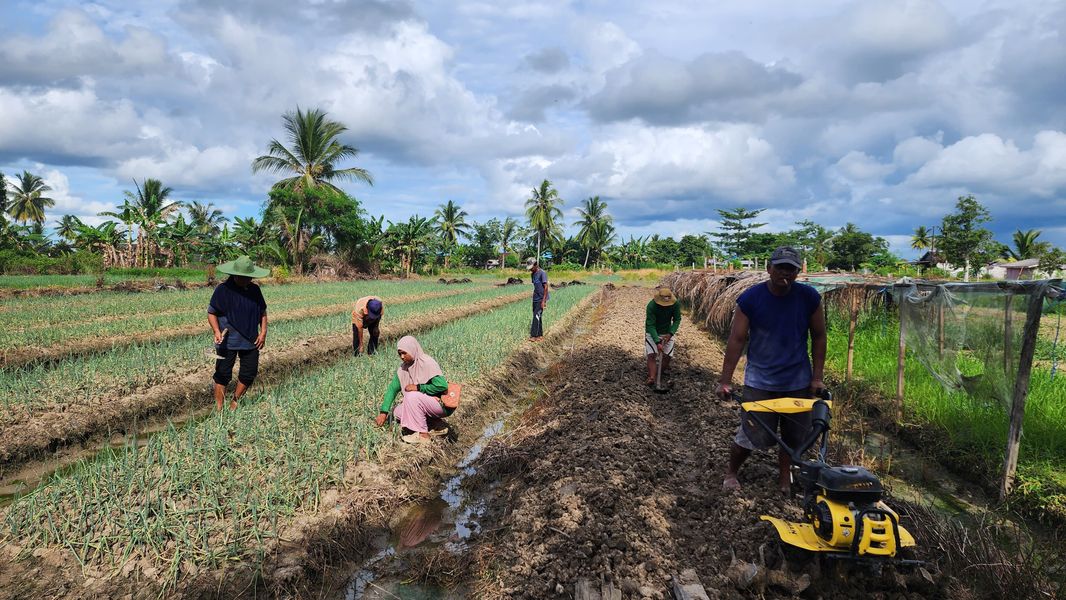 BRI Perkuat Produktivitas Petani Merauke dengan Program Klaster Usaha