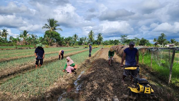 Dukung Petani Merauke, BRI Terapkan Program Pemberdayaan Klaster Usaha