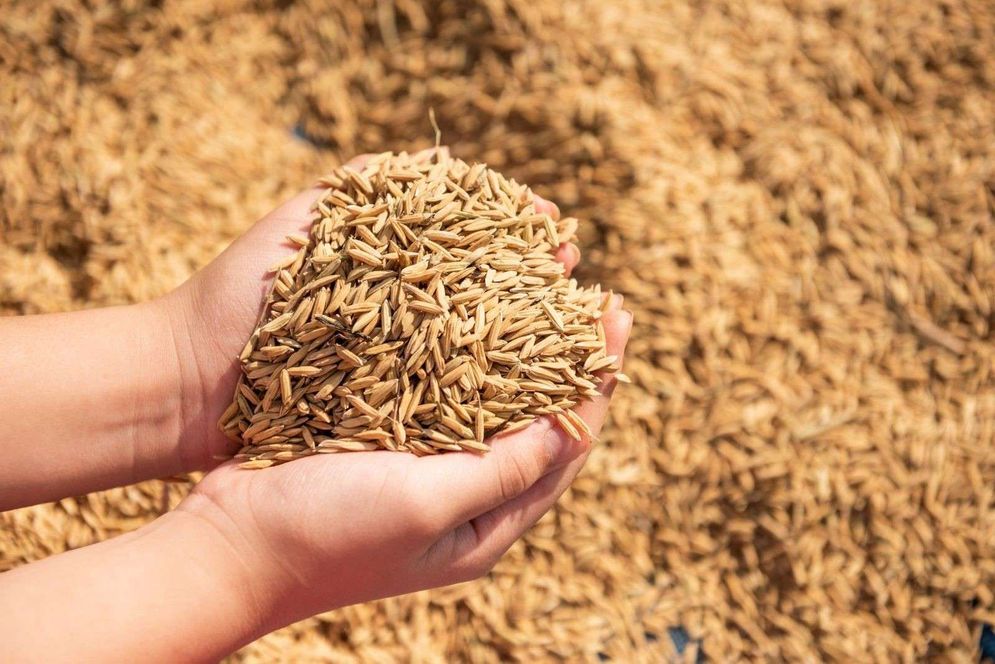 Bulog Diminta Optimalkan Penyerapan Gabah Petani saat Panen Raya