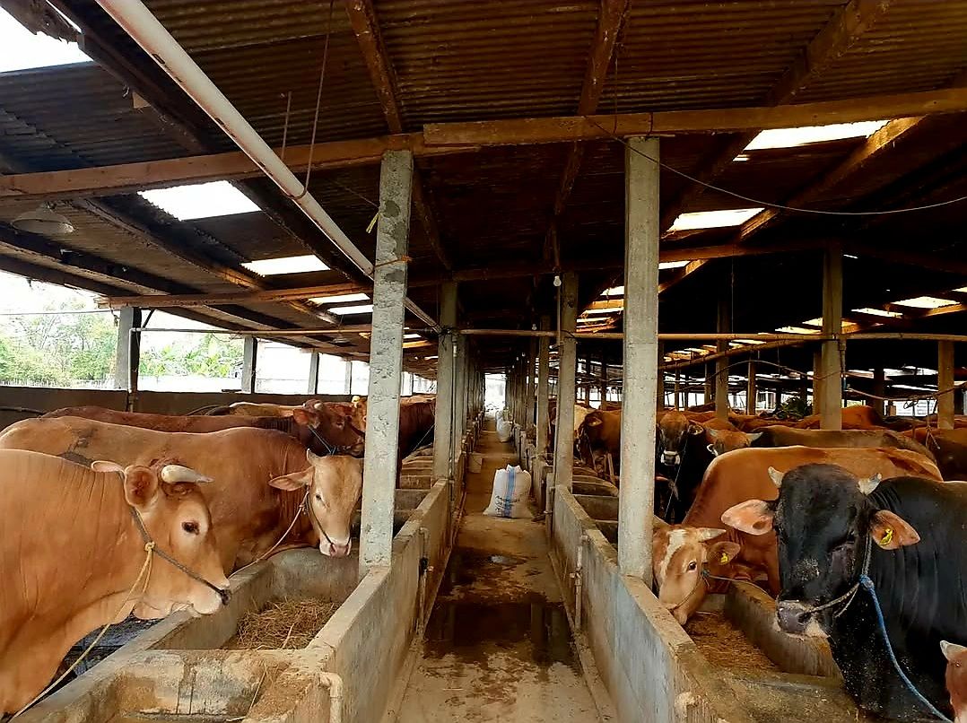 Dinas Peternakan Kaltim memperketat pengawasan terhadap sapi ternak yang masuk.