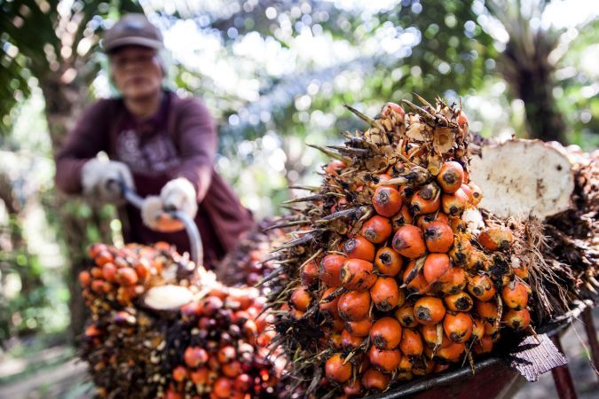 Harga TBS Kaltim mengalami penurunan.