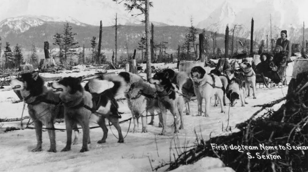 anjing alaska nome.jpg