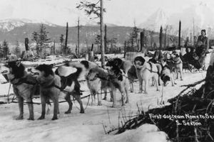 anjing alaska nome.jpg