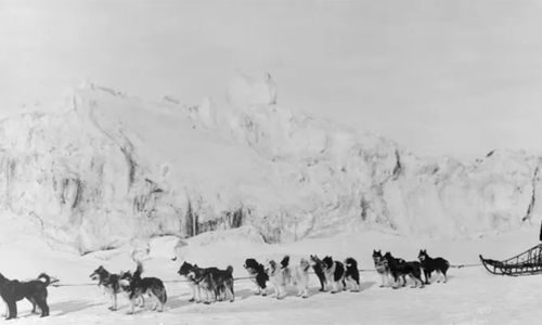 anjing alaska2.jpg