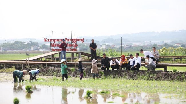 Budidaya Padi Biosalin PGN Raih Apresiasi dari Jokowi