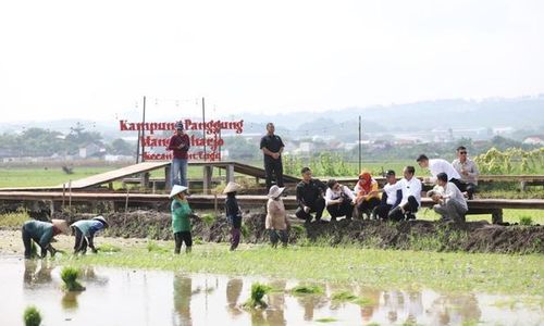 Budidaya Padi Biosalin PGN Raih Apresiasi dari Jokowi